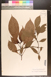 Hoffmannia pauciflora image