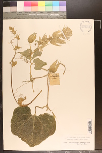 Image of Calycophysum pedunculatum