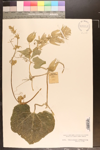 Calycophysum pedunculatum image