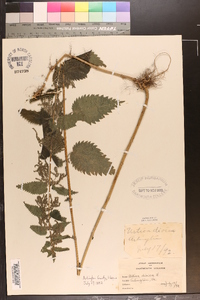 Urtica dioica image