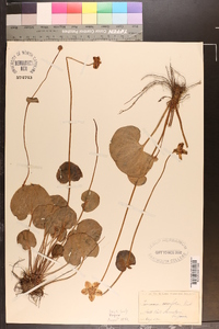 Parnassia asarifolia image