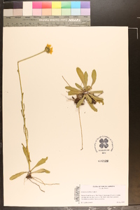 Balduina uniflora image