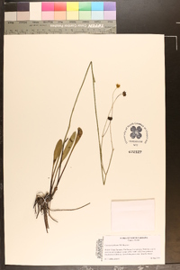 Coreopsis falcata image