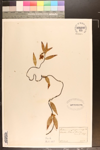 Gelsemium sempervirens image