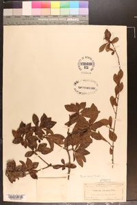 Viburnum obovatum image