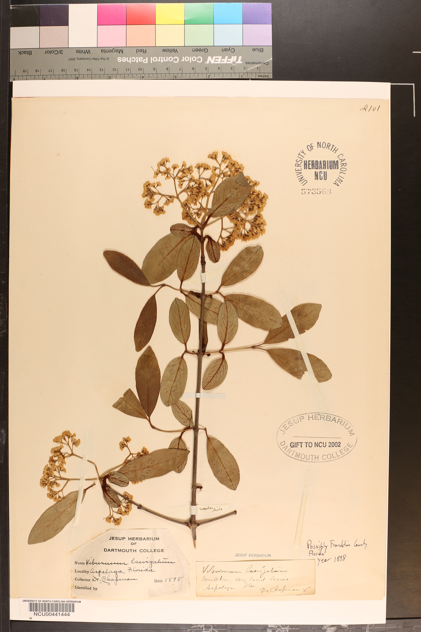 Viburnum nudum var. angustifolium image