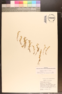 Lysimachia minima image