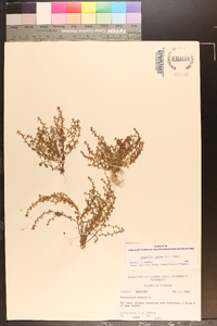 Lysimachia minima image