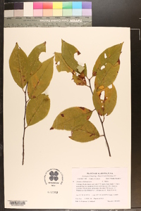 Prunus alabamensis image