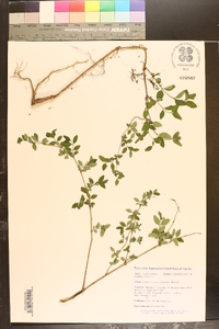 Symphoricarpos orbiculatus image