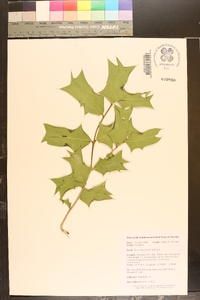 Ilex cornuta image