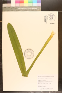 Yucca filamentosa image