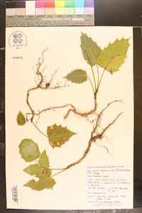 Mahonia bealei image