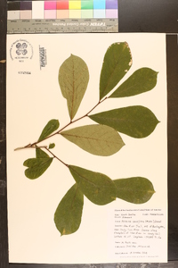 Asimina parviflora image