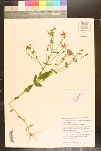 Sabatia angularis image