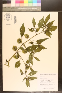 Physalis longifolia image