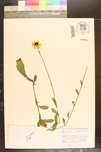 Rudbeckia fulgida image