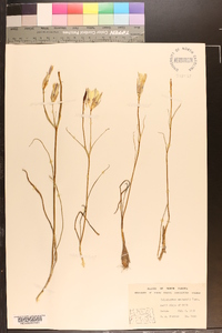 Calochortus nuttallii image