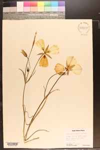 Calochortus nuttallii image