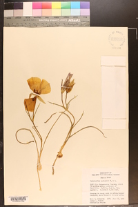 Calochortus nuttallii image