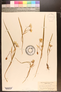 Calochortus caeruleus image