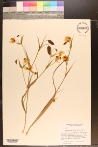 Calochortus albus image