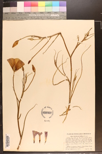 Calochortus catalinae image