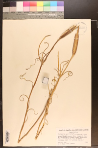 Calochortus clavatus image