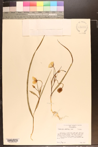 Calochortus umbellatus image