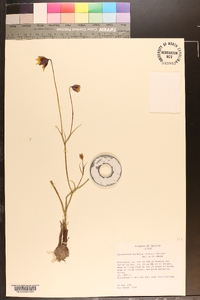 Calochortus barbatus image