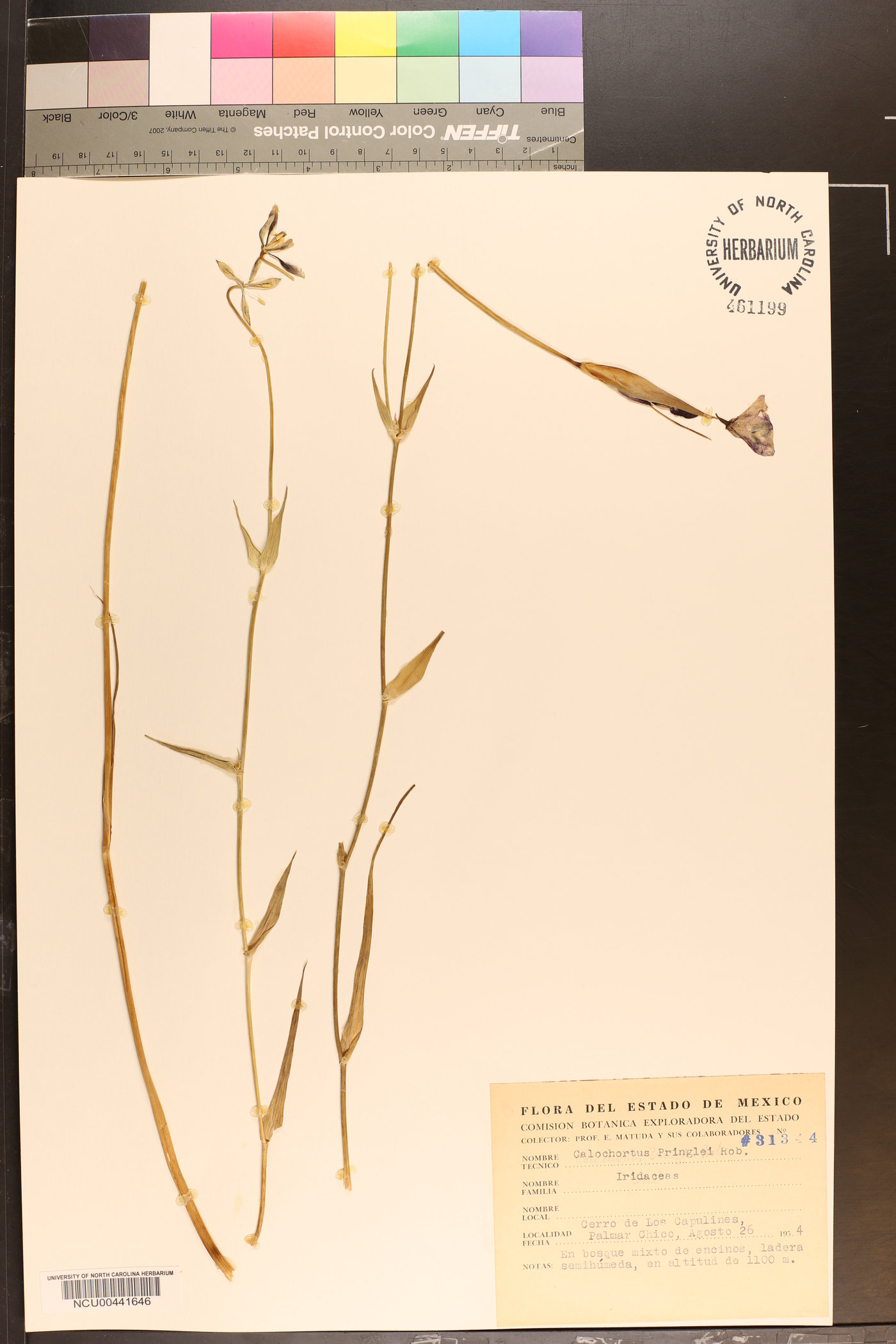 Calochortus pringlei image