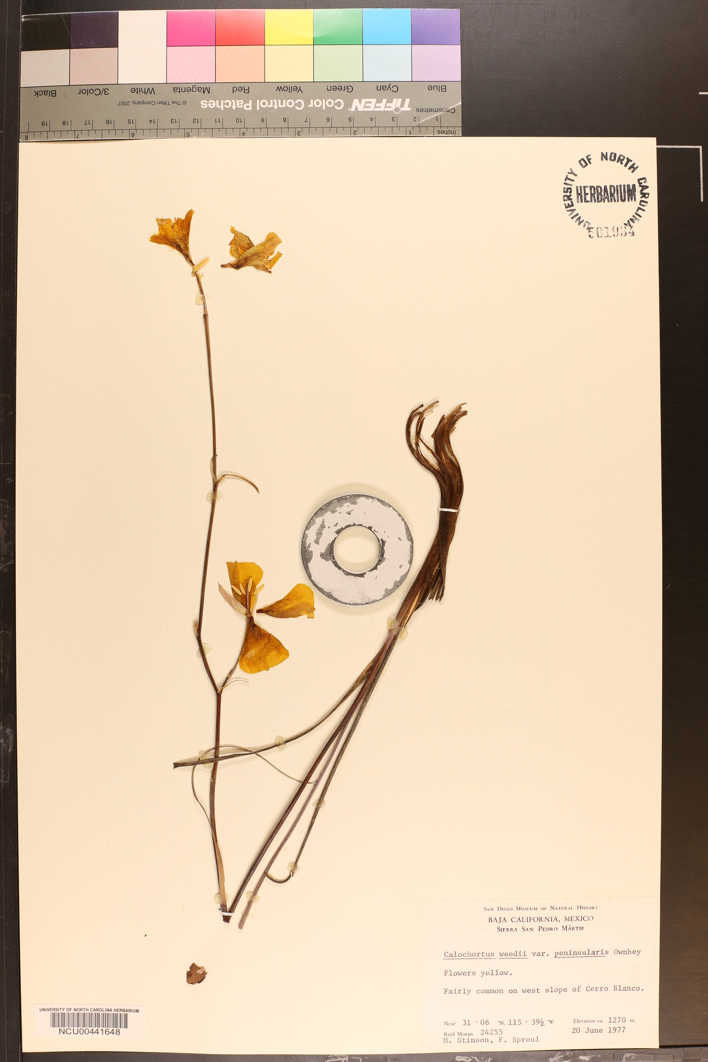 Calochortus weedii var. peninsularis image