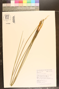 Juncus roemerianus image