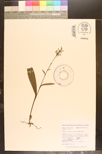 Platanthera clavellata image