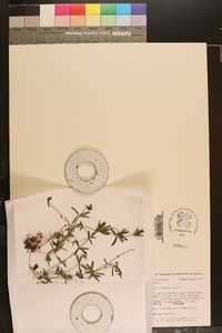 Galium uniflorum image