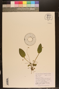 Viola primulifolia image