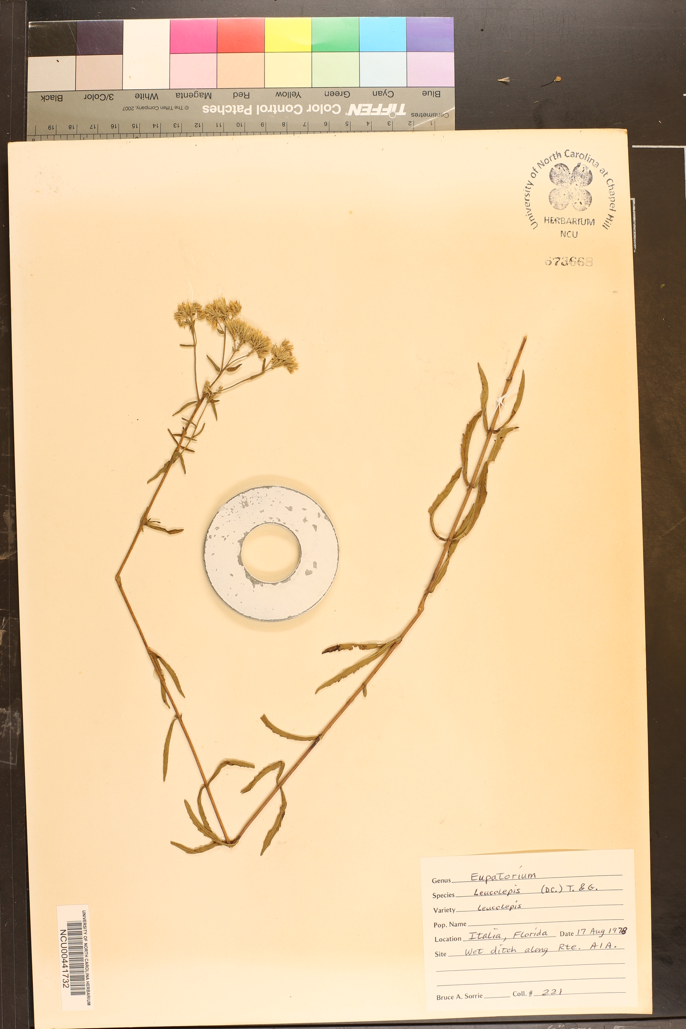 Eupatorium leucolepis var. leucolepis image
