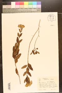 Chromolaena bahamensis image