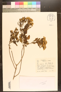Chromolaena bahamensis image