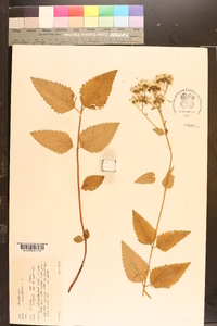 Eupatorium aromaticum image