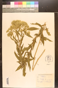 Eupatorium altissimum image