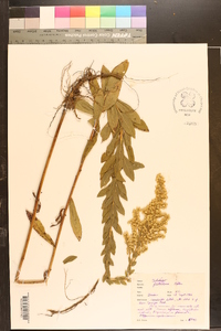 Solidago fistulosa image