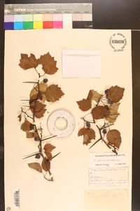 Crataegus pruinosa image