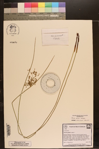 Juncus pylaei image