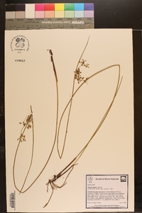 Juncus pylaei image