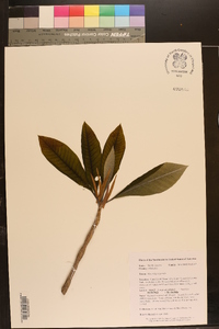 Magnolia tripetala image