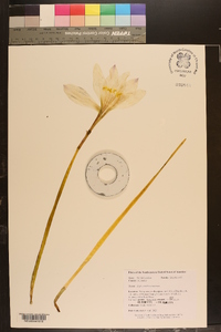 Zephyranthes atamasca image