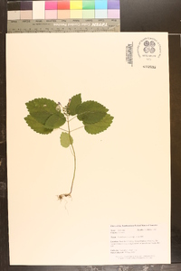 Scutellaria ovata subsp. ovata image