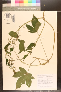 Humulus japonicus image