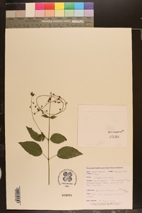 Circaea canadensis image